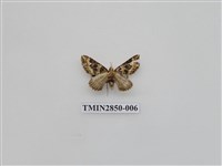 藏品(尺蛾568)的圖片